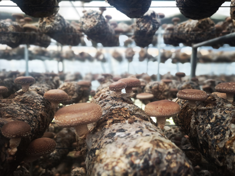 Edible-Fungus-Industrial-Park,-an-industrial-poverty-alleviation-project-in-Fuping_0.jpg