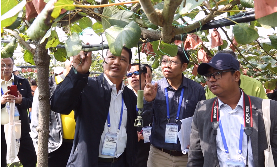 LMC Seminar Visit the Hualin Kiwifruit Planting Demonstration Base, Lihura Township Guinzhou