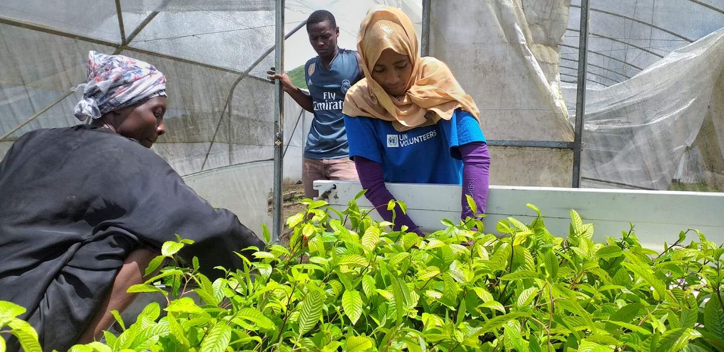 UN Volunteer Houda Abdoulbastoi helps prepare fruit species for a reforestation campaign in the resilience project.