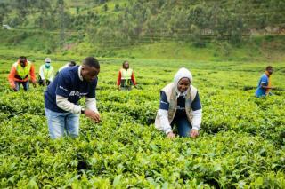 UN Volunteers from UNV Rwanda during IVD activity, tea plantation of 6 hectares in Gicumbi District of the Northern Province, to show solidarity with community and promote volunteerism.