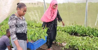 Fahamiya Abdou (left), UN Volunteer with UNDP Comoros, distributing plants for a re-afforestation campaign.