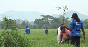 Volunteers planting trees in Sri Lanka for IVD (2017).
