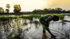 UNDP is pursuing a holistic approach to support Sri Lanka to adapt to a changing climate, which has included reviving millenary ecological wisdom, such as ancient water tanks.