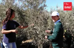Takuma Haga (Japan), UN Volunteer Associate Programme Support Officer with UNRWA, at an olive farm at Al Walaja, during the advocacy event organized by the West Bank field office, harvesting olives with local volunteers.