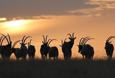 John's favourite photo, a memento of his time in Chad in 1971, depicts silhouettes of scimitar-horned oryx. 