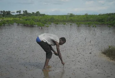 Protecting the mangrove in Ziguinchor, Senegal.