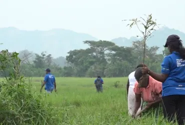 Volunteers planting trees in Sri Lanka for IVD (2017).