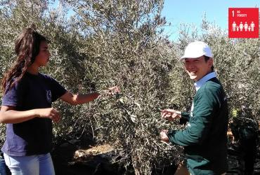Takuma Haga (Japan), UN Volunteer Associate Programme Support Officer with UNRWA, at an olive farm at Al Walaja, during the advocacy event organized by the West Bank field office, harvesting olives with local volunteers. 