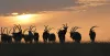 John's favourite photo, a memento of his time in Chad in 1971, depicts silhouettes of scimitar-horned oryx. 
