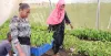 Fahamiya Abdou (left), UN Volunteer with UNDP Comoros, distributing plants for a re-afforestation campaign.