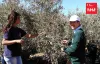 Takuma Haga (Japan), UN Volunteer Associate Programme Support Officer with UNRWA, at an olive farm at Al Walaja, during the advocacy event organized by the West Bank field office, harvesting olives with local volunteers. 