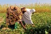 IDP women in a field of cowpea and millet grown with seeds provided by FAO during the 2016 rainy season, Maiduguri, Borno State.